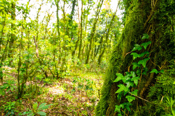 Thick green vegetation in a lush, moss covered forest