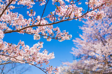 春の西海橋公園で満開の桜が咲く風景