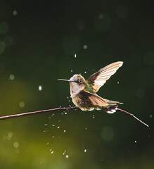 A Ruby-throated hummingbird in the rain