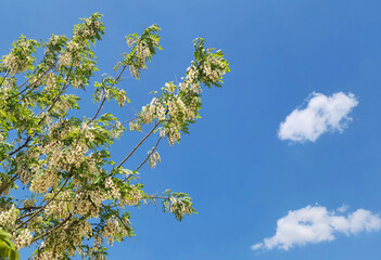 In spring, false acacia (Robinia pseudoacacia) sways, releasing sweet scents, a nectar source for bees, and a stunning white-flowered emblem of nature’s beauty and renewal.