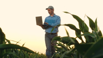 Mature farmer looks at laptop screen walking past corn field at farmland. Skillful agronomist uses...
