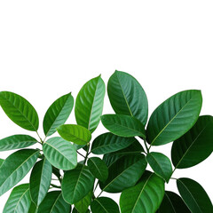 Fototapeta premium Lush green foliage, vibrant leaves bursting with life against a bright transparent background, showcasing the beauty of nature's simple elegance.