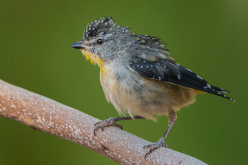 Spotted Pardalote
