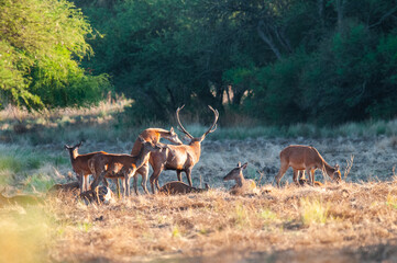 Red deer, Male roaring in La Pampa, Argentina, Parque Luro, Nature Reserve