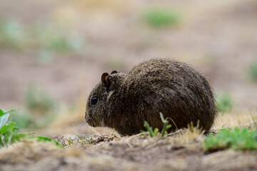 Desert Cavi, Lihue Calel National Park, La Pampa Province, Patagonia , Argentina
