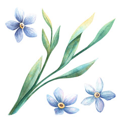 Forget-me-not flowers with green leaves branch set. Elegant watercolor hand drawn clipart. Blue wild flowers perfect for romantic postcard, spring seasonal decoration, Valentine's day decor