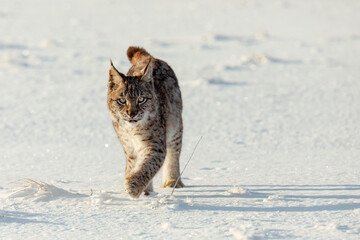Lynx at frosty sunrise. Young Eurasian lynx, Lynx lynx, walks on snowy meadow in cold morning. Cute wild cat. Winter nature. Beast of prey in natural habitat. Beautiful animal with spotted orange fur.