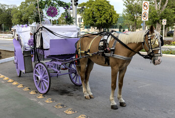 horse drawn carriage on paseo de montejo in merida yucatan mexico (tourist pony ride luxury wealthy tourism travel attraction) colorful colonial spanish street