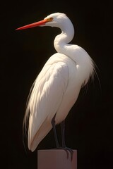 黒い背景に立つ白い鳥の肖像画 鮮やかな赤い嘴と繊細な羽毛のディテール