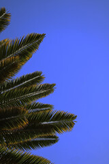 Fototapeta premium Tropical Palm trees branches on the blue sky background Spain Malaga