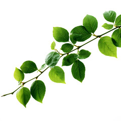 Naklejka premium A diagonal branch with many vivid green leaves, perfectly isolated on a clean white backdrop.