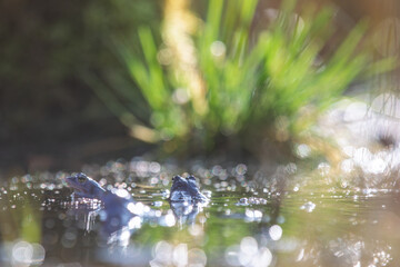 Grasfrösche in der Paarungszeit im Teich
