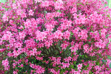 Pink spring azaleas