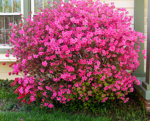 Blooming pink azalea