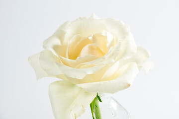 光と影のコントラスト - 白いバラの繊細な表情