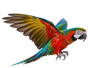 Fototapeta premium Colorful macaw parrot flying tropical bird vibrant plumage isolated on white background