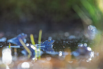 Grasfrösche in der Paarungszeit im Teich