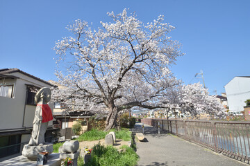 深草墨染町の桜
