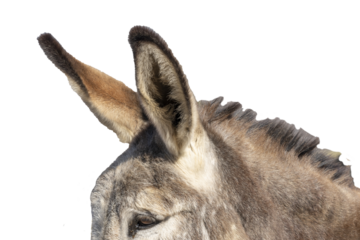 Half of a donkey's head and long ears. 
