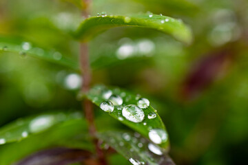 Fresh after the rain, leaves and dew