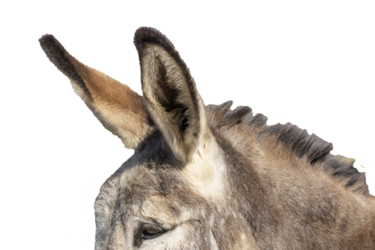 Half of a donkey's head and long ears. 