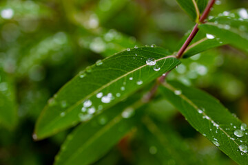 Obraz premium crystal clear dew drops are condensed on vibrant green leaves
