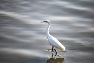 a snowy white egret stands alone by the water or in the wetland