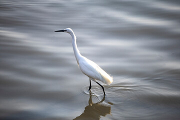 a snowy white egret stands alone by the water or in the wetland
