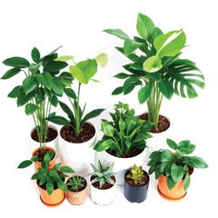Obraz premium Potted Indoor Plants, Decorative Greenery Arrangement, Modern Botanical Vector