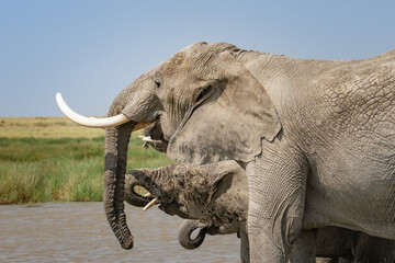 Obraz premium Elephants drinking water on the Serengeti