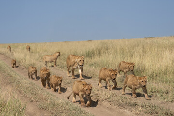 Fototapeta premium Pride of lions on the road on the Serengeti