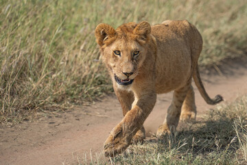 Lion cub walking down the road