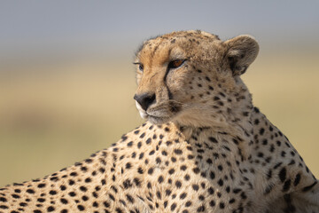 Close up portrait of a cheetah