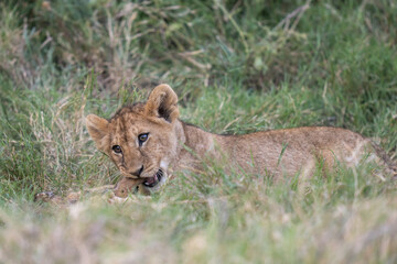 African lion cub chewing on a stick