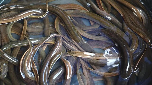 A bunch of brown eels in the water in a bucket