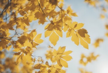 clear day yellow autumn bright leaves beauty sunlight nature seasonal wood forest moscow russia beautiful maple foliage season background sky tree gold leaf blue light fall green russian colours