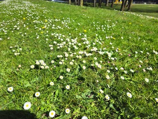 Bellis perennis is the common Daisy with white flowers. Grass around the flowers blooming. A natural blossom. White daisy flowers among young green grass on a spring day. © Groen