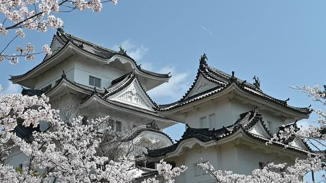 桜と伊賀上野城の風景 三重県伊賀市 日本