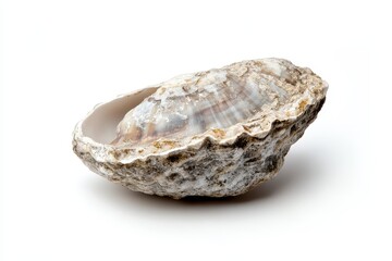 Oyster Shell Close-up