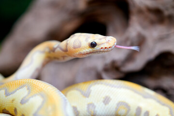 Yellow and white mixed python snake.