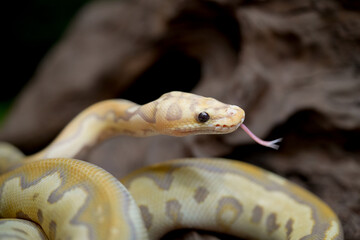 Yellow and white mixed python snake.