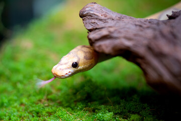 Yellow and white mixed python snake.