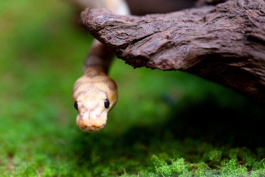 Yellow and white mixed python snake.