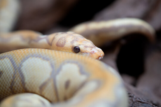 Yellow and white mixed python snake.