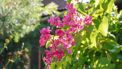 pink flowers in the garden
