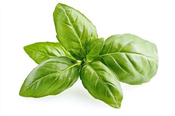 Fresh basil leaves, close-up