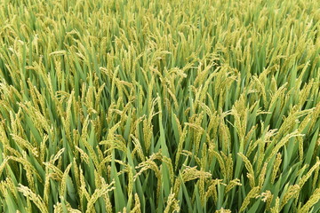 Mature rice in the field of highway and channel