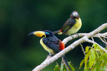 Lettered Aracari