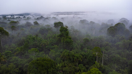 fog on the Amazon forest