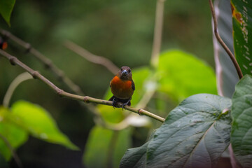 Orange-breasted bird in tree-scarlet-rumped tanager